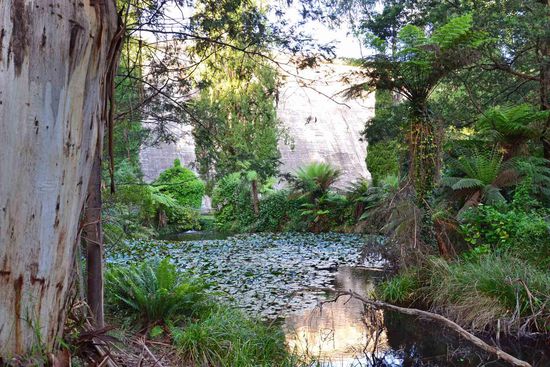 Zum Abschluß noch ein schöner kleiner Seerosen-Teich in dem wunderschön angelegten Maroondah-Reservoir-Park direkt vor der Staumauer gelegen (auch dieses Reservoir wurde gestaut)