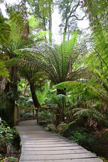 Mein erster (gemäßigter) Regenwald! Hier ein schöner Walk durch den Wald, in dem Eukalyptus und Farnbäume dominieren.