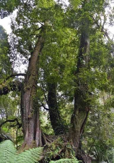Giganten von Bäumen stehen hier, die sicherlich schon ein stolzes Alter haben. Hier haben sich drei Bäume über die Wurzeln verbunden, so dass eine Höhle unter den Bäumen entstanden ist.