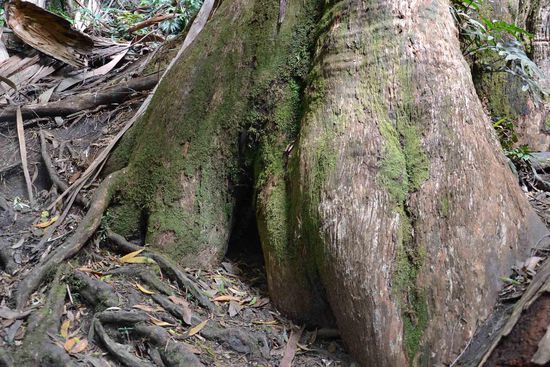 Einer der vielen gigantischen Baumstämme.....