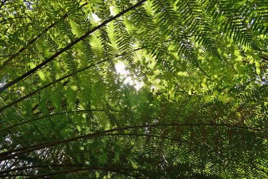 Der Blick nach oben durch die Farne und Eukalypten.... Es ist angenehm kühl im schattigen Wald.