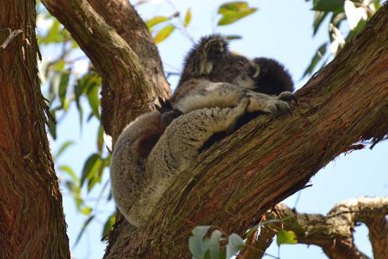 Mein erster freilebender Koala - Mama mit Baby *freu*