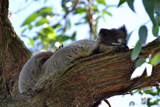 .... schläft das Kleine seelenruhig in ihren Armen.