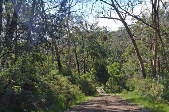 Der Ausblick aus dem Auto auf die heutige Off-Road-Strecke zu einem Beach. Umgeben wird die Straße mit kahlgefressenen Eukalypten.