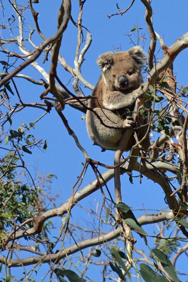 Plötzlich waren überall Koalas in den Bäumen... egal, wo man hinschaute... Dieser hier genoss das schöne Wetter und lies sich vom Wind auf seinem Ast hin- und herschaukeln...