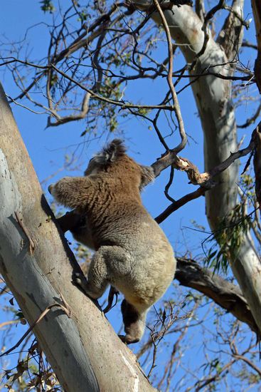 Und noch mehr Koalas.... *gähn* Manchmal bewegen sie sich auch, wenn sie noch die allerletzen Blätter in den Bäumen erhaschen wollen...
