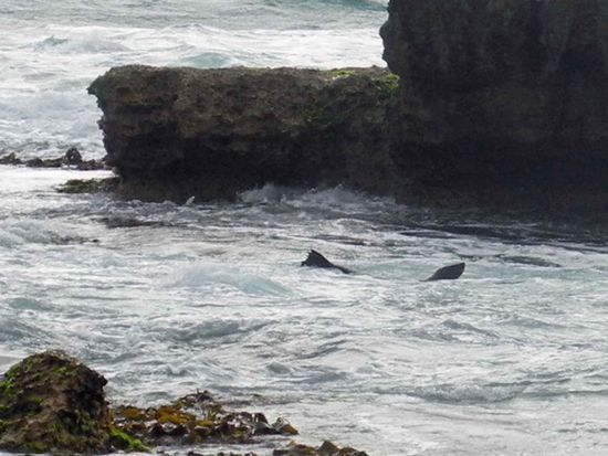 Der Beweis!!! Unsere erste wildlebende Robbe!!!