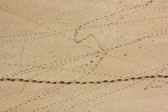 Ein Rätsel: Fußspuren von Tieren im Sand... was das wohl gewesen ist???