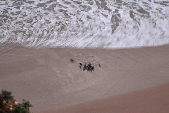 Der Beweis Nummer 2 für heute! Zwar unscharf, da zu dunkel, aber man kann sie doch erkennen! Die kleinsten Pinguine der Welt!