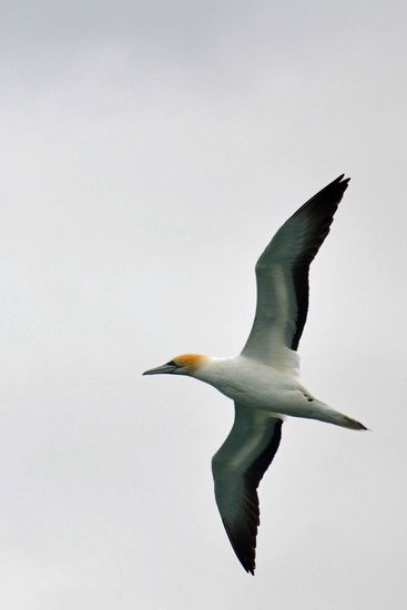 Australische Tölpel gibt es bei "Pope's Eye" - dem Tauch- und Schnorchelspot - in Massen!