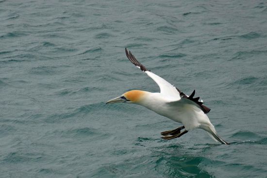 Fahrwerk und Landeklappen sind ausgefahren - da bleibt einer perfekten Wasserlandung nichts mehr im Wege...... 