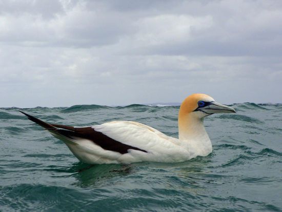 Im Wasser kommt man den Tölpeln relativ nahe. Wir tun hier immerhin etwas für unsere Wildlife-Sichtungen.