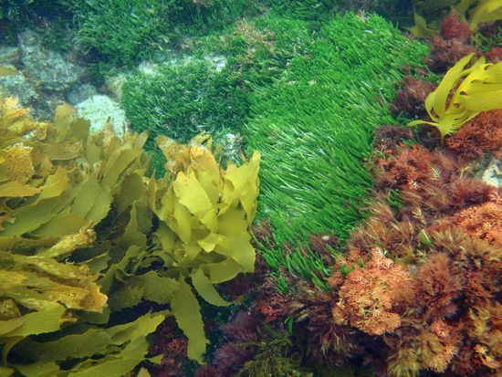 So sieht hier die Unterwasserlandschaft aus: Kelp, Seegras und Algen....