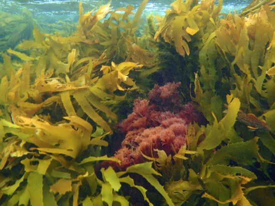 Überall das gleiche Bild... Sicht? Ungefähr 15-20 Meter würde ich schätzen....