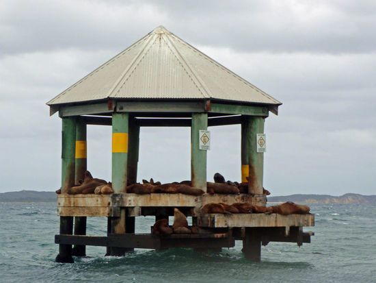 Die Plattform, wo sich die Seelöwen tummeln. Nicht gerade natürlich, aber man trifft sie garantiert dort an. Und bezahlt den Spaß auch noch richtig gut!