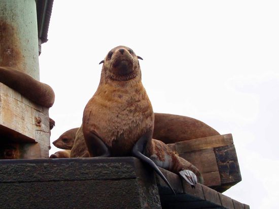 Eingebildet ist dieser Seelöwe ja mal gar nicht....