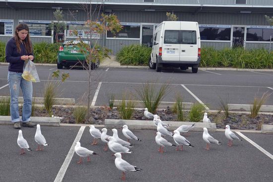 Ein paar Gäste hatten wir auch: aufdringliche Seemöven, welchen Cat am Ende noch ein paar Reste verfüttert hat. Wie sie alle brav in Reih und Glied warten....