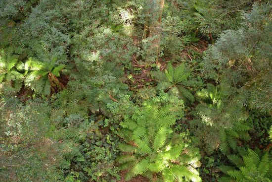 Der erste Ausblick von einer Plattform der "Rainforest Gallery" in 15 Meter Höhe auf den mit Farnbäumen bewachsenen Boden.