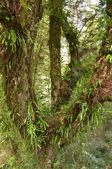 Die Bäume sind hier wunderschön mit Moos und anderen Pflanzen bewachsen. Das sieht doch um einiges schöner aus als die tote Gegend vom Anfang.