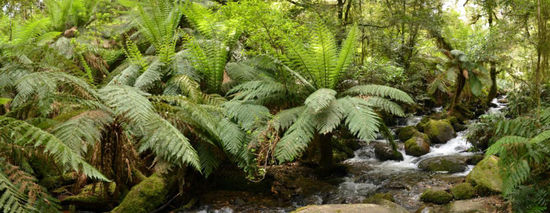 Ist das nicht einfach eine Traum-Ansicht??? Am Creek, welcher hier durch den Regenwald fließt, gefiel es mir persönlich am Besten. Wie aus dem Bilderbuch geschnitten.... Ich wollte gar nicht mehr weg von hier.