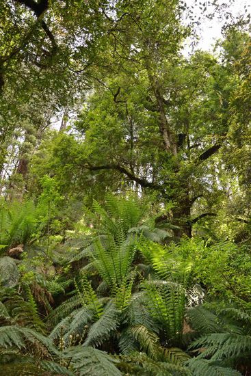 Der Blick in den Regenwald - den Ton im Bild bestimmen die Eukalypten und Ferntrees