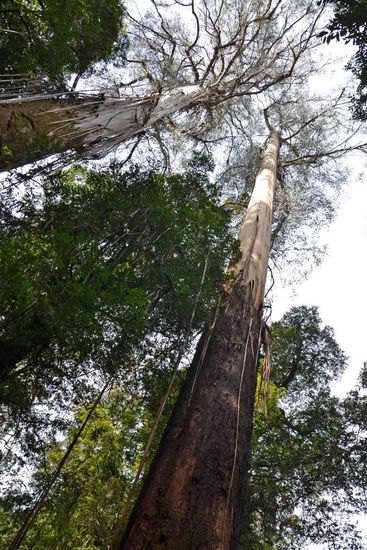 Die Bäume sind hier mal wieder riesig......