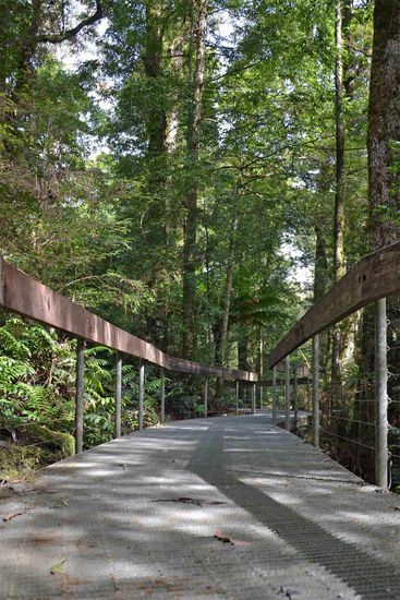 Die "Gallery" durch den Regenwald.