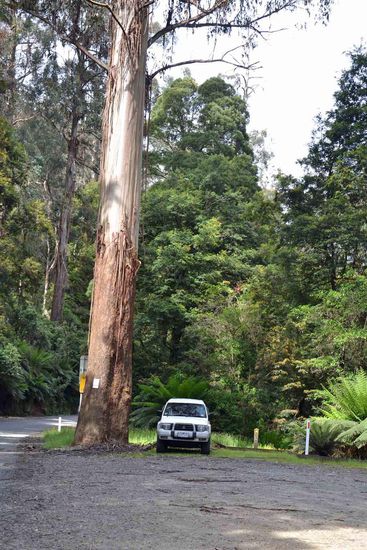 Und noch ein kleiner Größenvergleich: links ein Baum aus dem Regenwald - rechts mein nicht gerade kleines Auto  Gegen den Baum sieht der Wagen doch recht winzig aus.