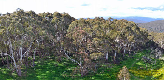 Die Aussicht auf die uns umgebenden Bäume und den (Alm-)Wiesen 