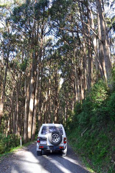 Der Weg nach Melbourne über die unbefestigte Straße durch die hohen Eukalypten..... Wunderschön sage ich da nur......