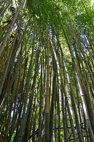 Immer wieder gibt es Bereiche, in denen es meterhohen Bambus gibt.
