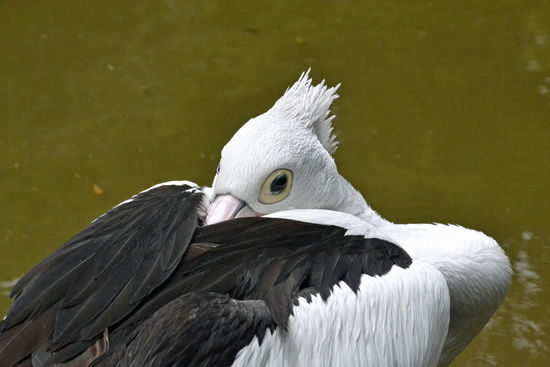 Ok, Pelikane gibt es überall auf der Welt in den Tropen, Subtropen und gemäßigten Zonen, doch der hier ist ein "Brillenpelikan", welcher nur in "Australasien" kommt.