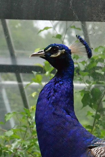 Hm... die gibt es auch überall, aber der hier hatte so ein tolles leuchtendes blau....