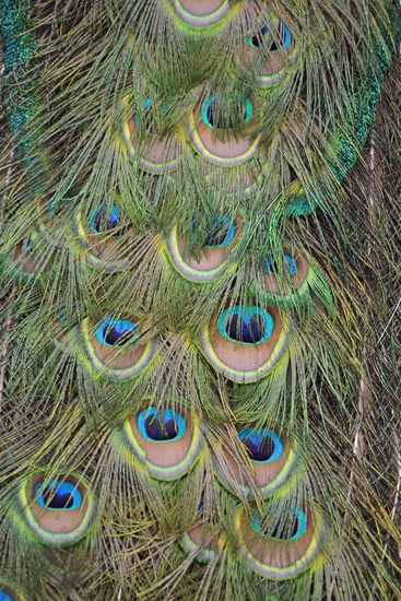 Die Schleppe des Pfaus