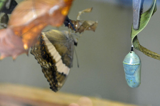 Als nächstes Stadium folgt die Puppe: sieht aus wie aus Porzellan gemacht 
