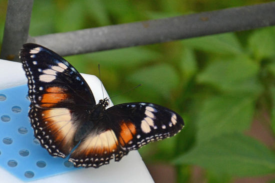 Und das ist dann das Endprodukt: ein Schmetterling - hier in dem Schmetterlingshaus gab es tausende davon.... klein, groß, dick, dünn, bunt, nicht bunt..... soviel Auswahl....