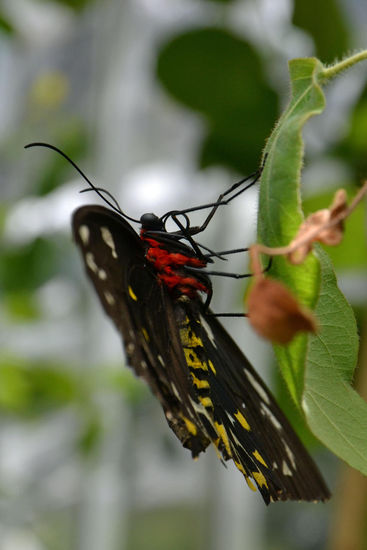 Dieser Schmetterling war richtig groß: Flügelspannbreite vielleicht 15-20cm. Von oben fast nur schwarz - von unten schön farbig in rot und gelb.