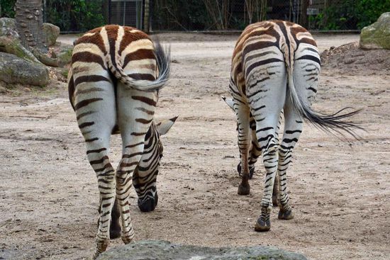 Hm... schon wieder keine einheimische Tierart - aber isch fand die beiden einfach nur herzig, wie sie da so standen.....