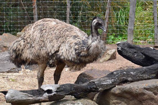 Weiter geht es wieder mit etwas australischem - ein Emu