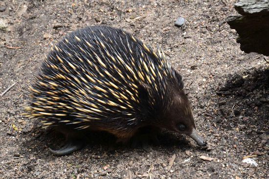 Ein Echidna - oder auch Schnabeligel oder Ameisenigel genannt