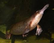 Ein Platypus - ein Schnabeltier - leider konnte ich keine eigenen Fotos davon machen, hier ging nur ein Video, drum ein Foto aus dem Internet an dieser Stelle