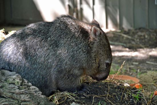Ein Wombat - ein Beutelsäuger (ein höhlengrabende Pflanzenfresser mit bärenähnlichem Aussehen) Darf ich den wenigstens mitnehmen?