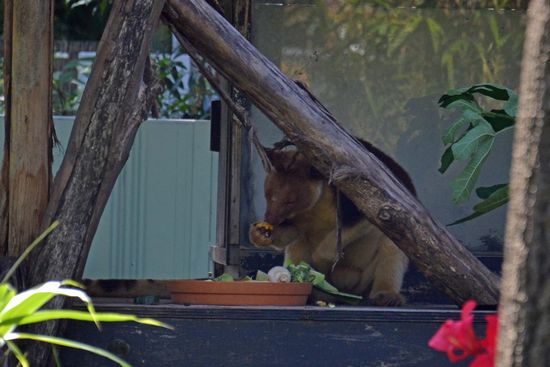 Ein Baumkänguruh - so herzig.... darf ich das nun wenigstens mitnehmen? Auch nicht? Schade... dann muß ich heute doch ohne ein Kuscheltier nach Hause gehen.....