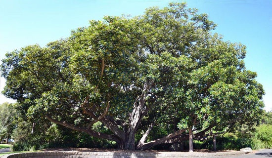 Ein Gummibaum der etwas anderen Art....  ein wenig größer, als wir es vielleicht von zu Hause aus gewohnt sind....