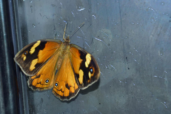 Dieser kleine Schmetterling hatte sich bei dem Regen in mein Auto verirrt. Da war es immerhin warm und trocken. Doch leider konnte ich ihn ja schlecht mitnehmen... Also wurde er wieder vor die Tür gesetzt.