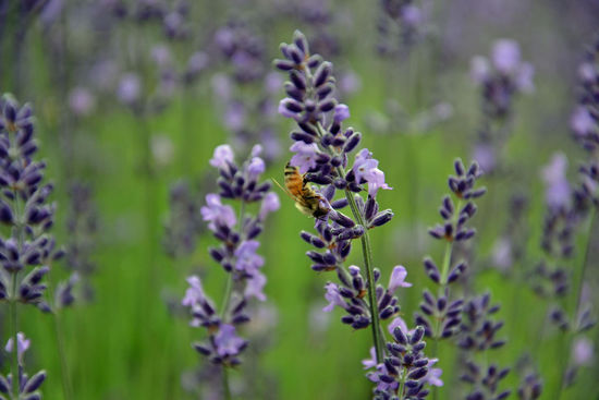 Bienen sammeln fleißig den Nektar des frisch erblühten Lavendels ein...