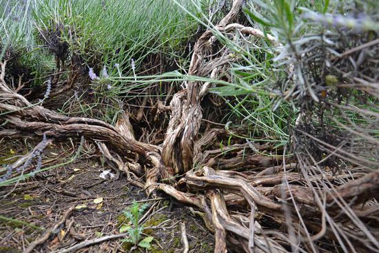 Die Wurzeln des Lavendels....