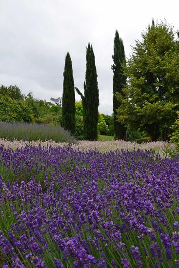 Es werden drei verschiedene Arten von Lavendel angebaut - der "Echte Lavendel" (im Bild mittlere Höhe links) und der "Speik-Lavendel" in lila (unten im Bild) und einer Art Rosa-Ton (zwischen den zwei anderen Arten). Während der Speik-Lavendel kaum riecht, hatte der "Echte Lavendel" einen sehr starken und intensiven Geruch.