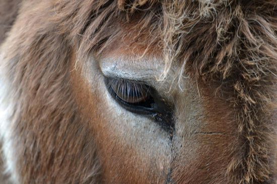Es gab auch Tiere auf der Farm - unter anderem einen total verfetteten Esel (deshalb nur ein Close-Up vom Auge), ein Pony, Gänse und Emus...