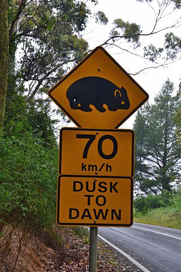 Na wer kennt die wohl nicht, diese für Australien so typischen Verkehrszeichen??? Hier Warnung vor Wombats im Wombat State Forest.